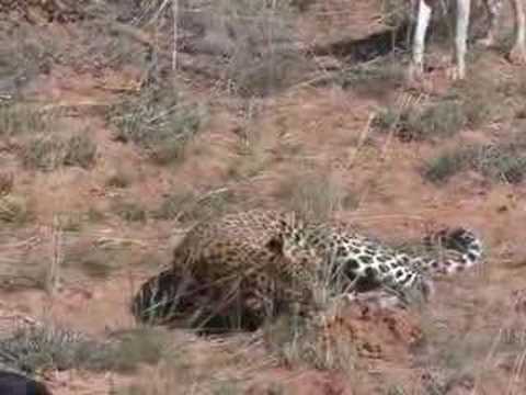 Leopard lov