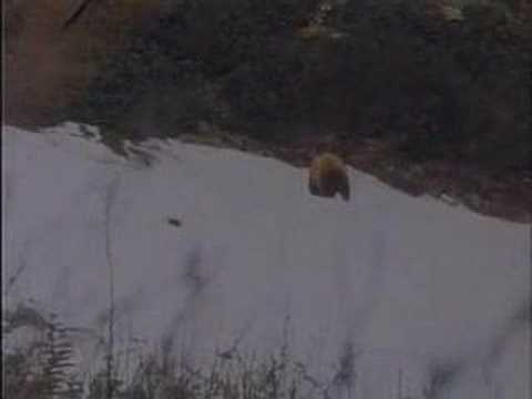 Grizzly lukem