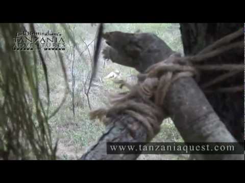 TANZANIE lov LVA