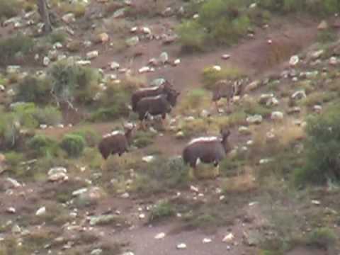 Nyala hunting