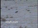 Coyote hunting