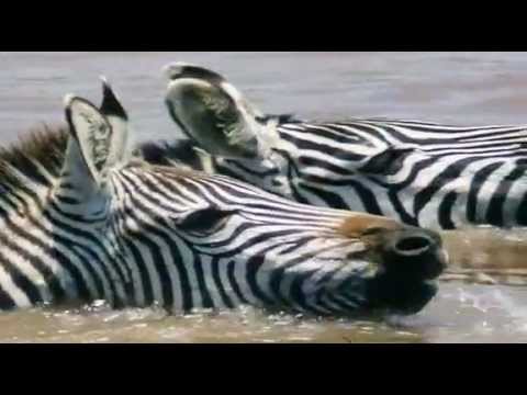 Zebra vs. krokodýl