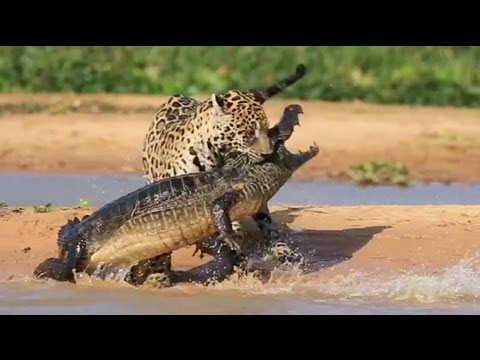 neuvěřitelné video – jaguár vs. krokodýl
