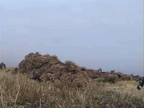 parádní lov pernaté