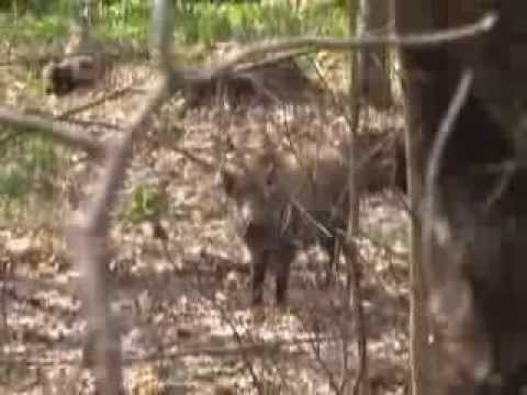 jak se loví v RUSKU PRASATA