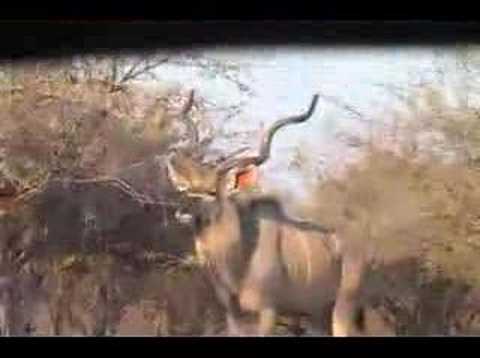 Kudu lov AFRIKA