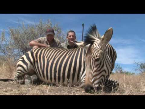 Lov zebry Afrika