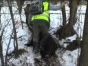 Lov kňoura