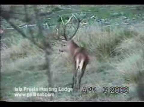 Lov jelena