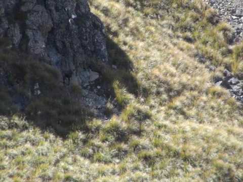 Lov kozorožce Nový Zéland