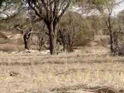 lov KUDU