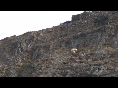 Lov Mountain Goat