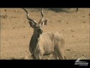 Lov KUDU