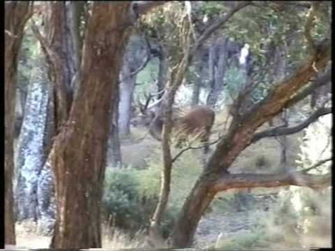 Lov jelena Nový Zéland