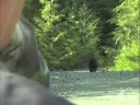 Lov černého medvěda