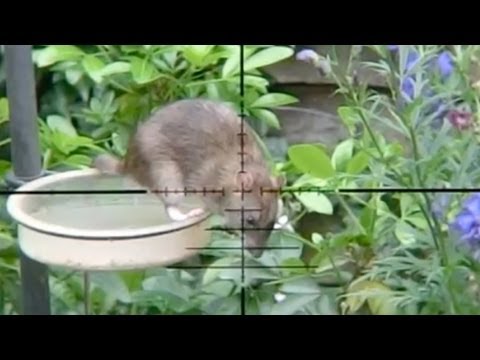 lov myší – zajímavé video