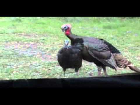 Turkey Hunting „Duck or Die!!!“