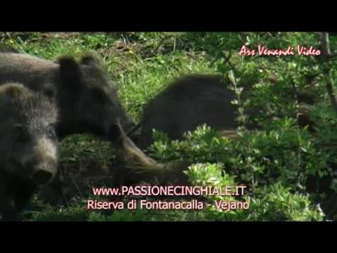 Lov divočáků II