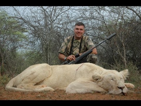 Lov lva v  Africe