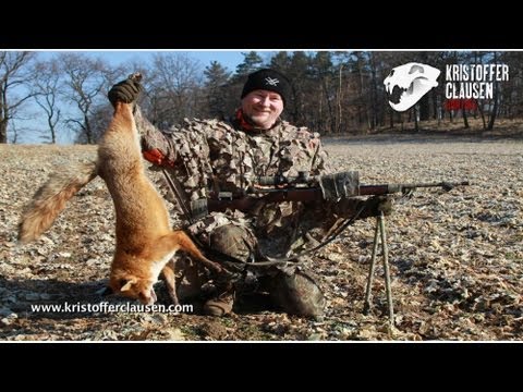 Lov lišky – vábení