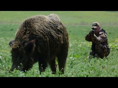 Lov obrovského divočáka v Maďarsku