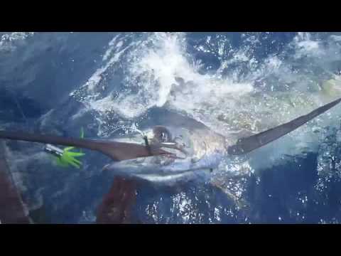 Blue Marlin fishing @ Cabo Verde : man against fish ;-)