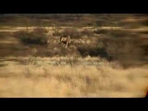 Namibia hunting