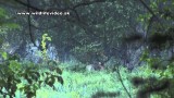 Lov silného jeleňa v lužnom lese