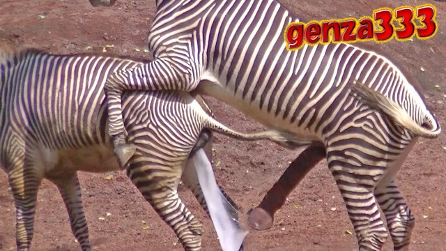 zebra v akci