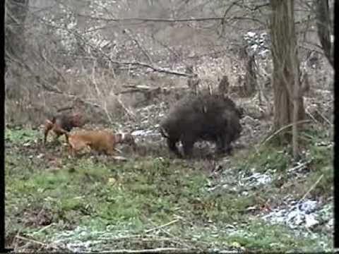 Lovecký psi vs prasata