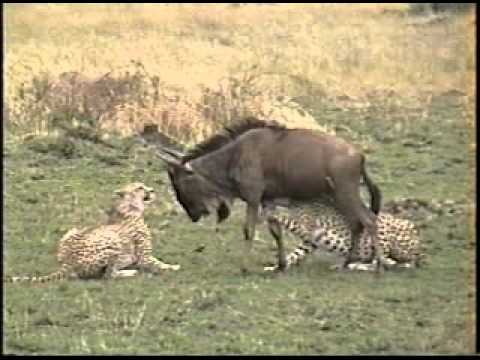 Gepardí bratři loví a zabíjí pakoně