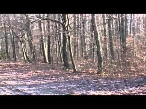 Lov divočáků v Chorvatsku