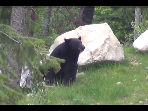 Lov medvěda na jaře