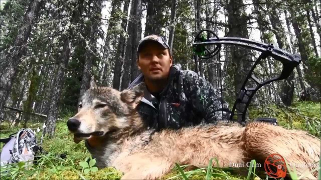 Údolí vlků- lov