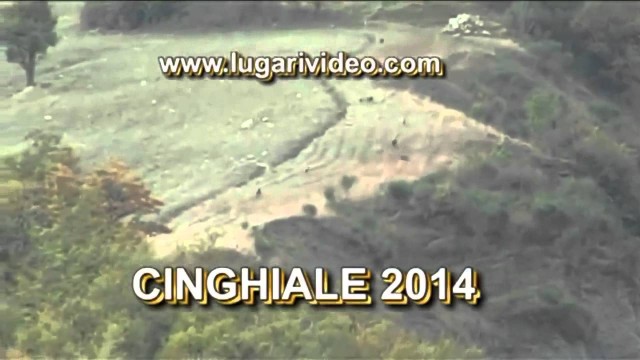 Lov prasat v Itálii 2014