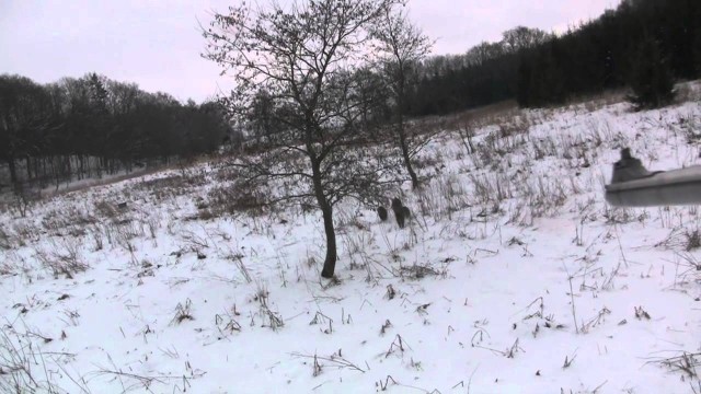 Lov prasat ve Švédsku 2013