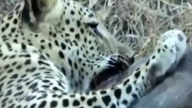Leopardí útok na prase