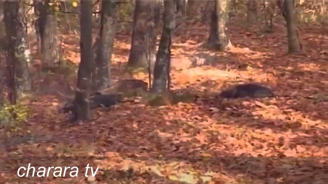 Divoká prasata