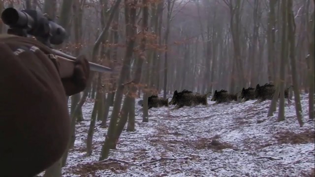 Lov na černou zvěř- zastřeleno 6 prasat
