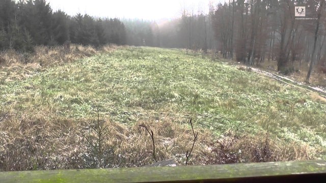 Naháňka na prasata