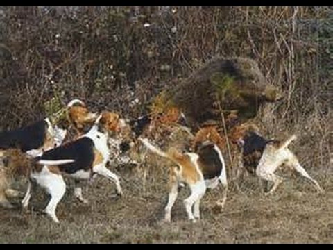 psi v akci – útok na prase