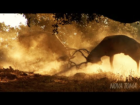Lovecké video – sestřih