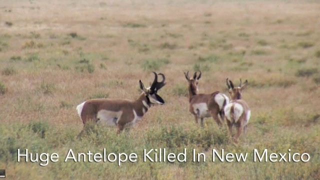Lov antilopy Mexiko