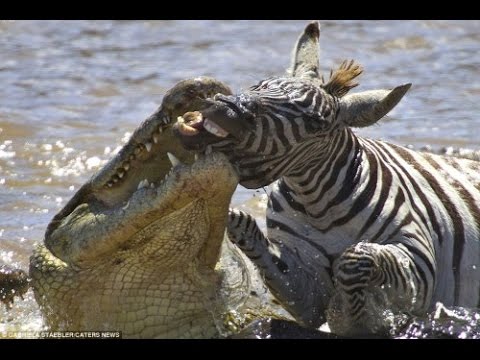Útok krokodýla