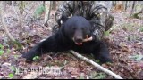 Lov černého medvěda